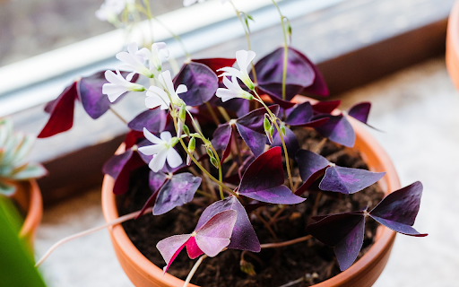 Purple leaves and white flowers  from Chrome web store to be run with OffiDocs Chromium online