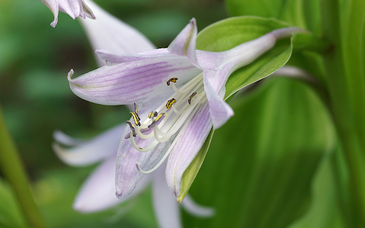 Purple lilies  from Chrome web store to be run with OffiDocs Chromium online