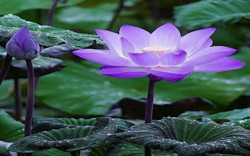 Purple lotus wallpaper  from Chrome web store to be run with OffiDocs Chromium online