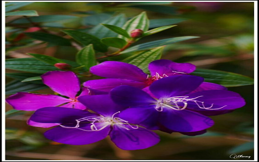 Purple myrtle flowers wallpaper from Chrome web store to be run with OffiDocs Chromium online Purple myrtle flowers wallpaper from Chrome web store to be run with OffiDocs Chromium online