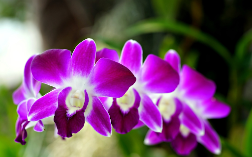Purple Orchid Branch  from Chrome web store to be run with OffiDocs Chromium online