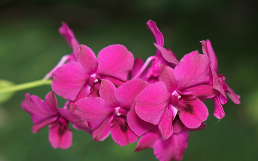 Purple orchid branches  from Chrome web store to be run with OffiDocs Chromium online