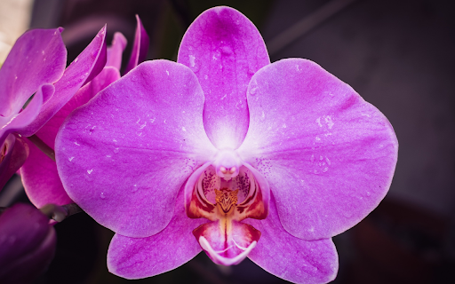 purple orchids and dew drops  from Chrome web store to be run with OffiDocs Chromium online