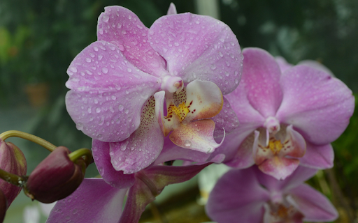 purple orchids and raindrops  from Chrome web store to be run with OffiDocs Chromium online