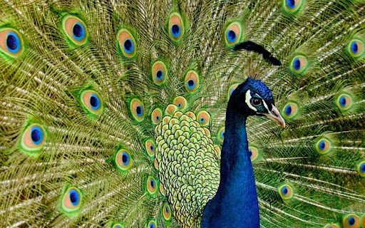 PURPLE PEACOCK Theme  from Chrome web store to be run with OffiDocs Chromium online