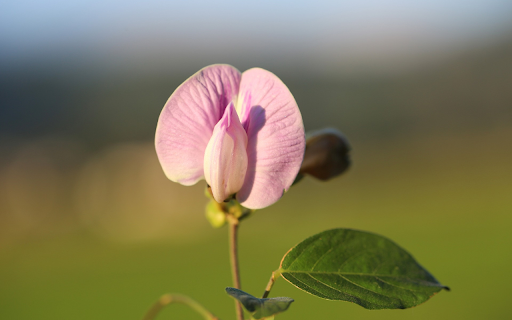 Purple Pea Flower  from Chrome web store to be run with OffiDocs Chromium online