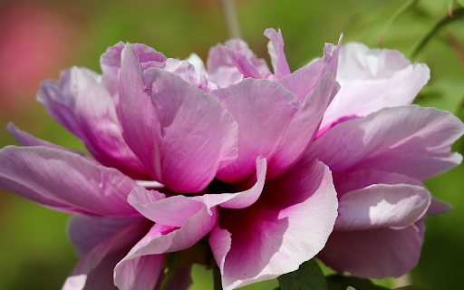 Purple Peony  from Chrome web store to be run with OffiDocs Chromium online