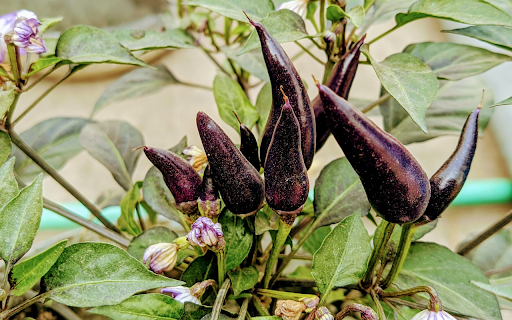 Purple pepper plant bears fruit  from Chrome web store to be run with OffiDocs Chromium online