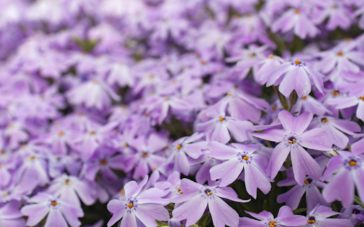 Purple petal flower garden  from Chrome web store to be run with OffiDocs Chromium online