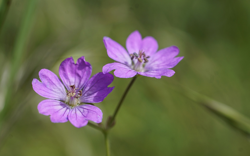 Purple Petals  from Chrome web store to be run with OffiDocs Chromium online