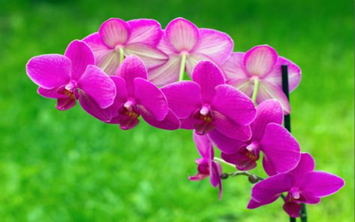 Purple Phalaenopsis Orchid Wallpaper  from Chrome web store to be run with OffiDocs Chromium online