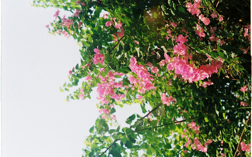Purple pink bougainvillea  from Chrome web store to be run with OffiDocs Chromium online