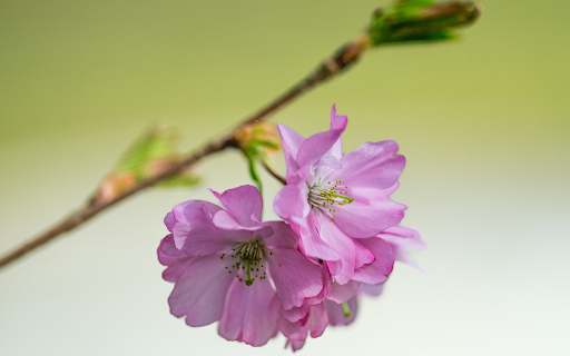 Purple Pink Cherry Blossoms  from Chrome web store to be run with OffiDocs Chromium online