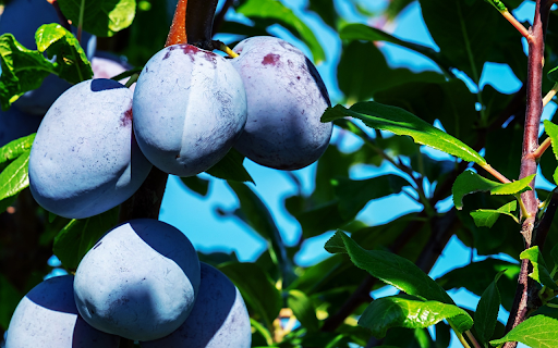 Purple plum  from Chrome web store to be run with OffiDocs Chromium online
