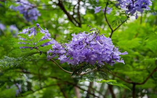 purple poinciana flower  from Chrome web store to be run with OffiDocs Chromium online