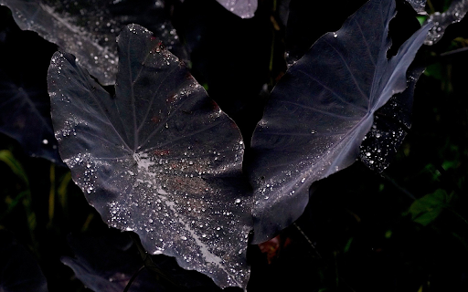 Purple potatoes and rainwater  from Chrome web store to be run with OffiDocs Chromium online