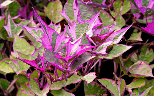 Purple potato vegetables  from Chrome web store to be run with OffiDocs Chromium online