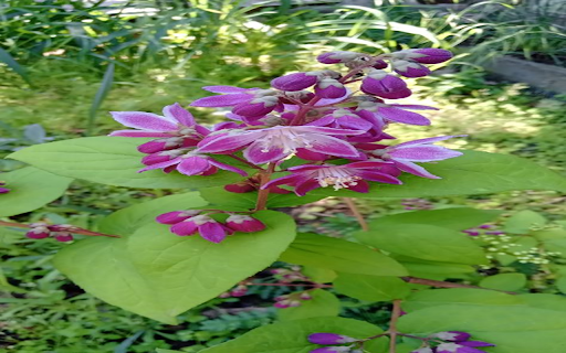 Purple Queen of the Palace Flower Wallpaper  from Chrome web store to be run with OffiDocs Chromium online