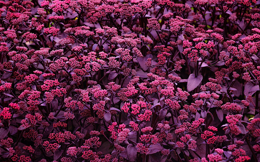 Purple rose stem  from Chrome web store to be run with OffiDocs Chromium online