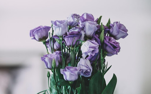 PURPLE ROSE Theme  from Chrome web store to be run with OffiDocs Chromium online