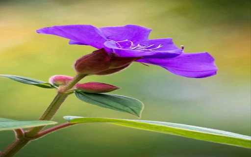 Purple sim flower wallpaper  from Chrome web store to be run with OffiDocs Chromium online