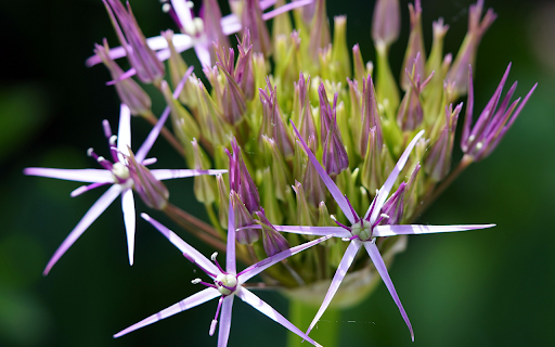 Purple sword flower  from Chrome web store to be run with OffiDocs Chromium online
