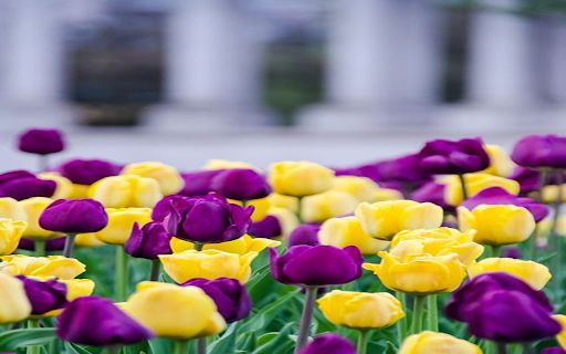 Purple tulip and pink tulip garden wallpaper  from Chrome web store to be run with OffiDocs Chromium online