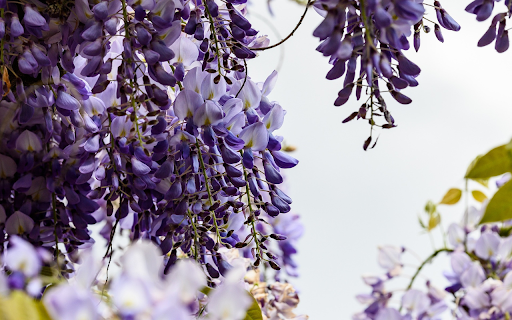 Purple white flowers  from Chrome web store to be run with OffiDocs Chromium online