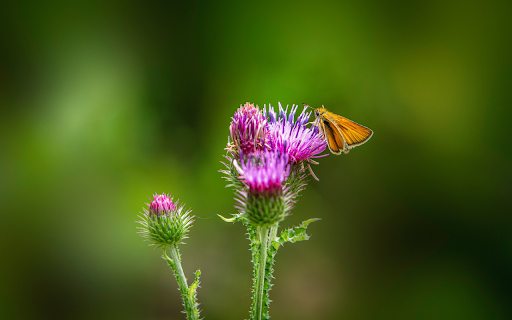 Purple Wildflowers  from Chrome web store to be run with OffiDocs Chromium online