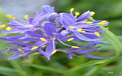 Purple Wildflower Wallpaper  from Chrome web store to be run with OffiDocs Chromium online