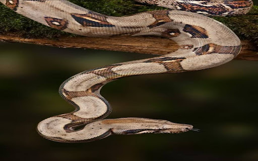 python wallpaper  from Chrome web store to be run with OffiDocs Chromium online