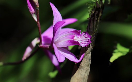 Queen purple orchid  from Chrome web store to be run with OffiDocs Chromium online
