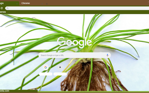 Quillwort  from Chrome web store to be run with OffiDocs Chromium online