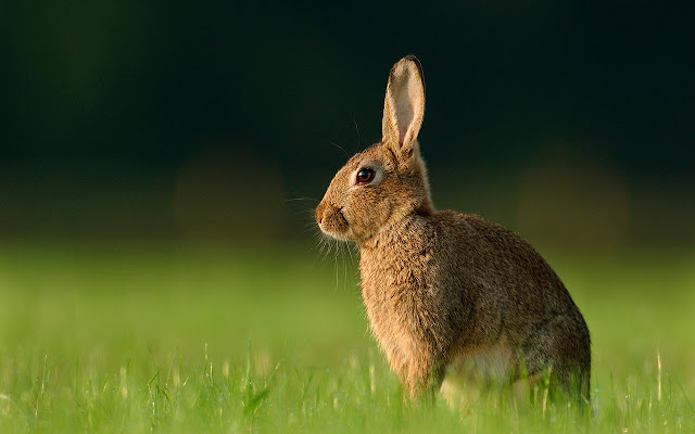 Rabbit  from Chrome web store to be run with OffiDocs Chromium online