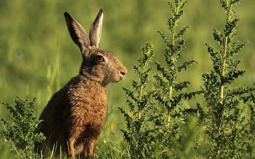 RABBIT 3 Theme  from Chrome web store to be run with OffiDocs Chromium online