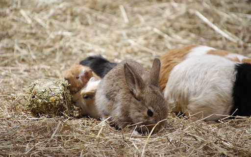 Rabbit and mouse  from Chrome web store to be run with OffiDocs Chromium online