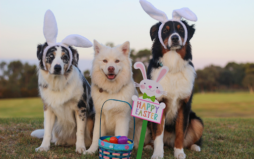 Rabbit eared dogs  from Chrome web store to be run with OffiDocs Chromium online