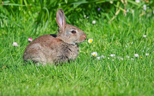 Rabbit eating grass  from Chrome web store to be run with OffiDocs Chromium online