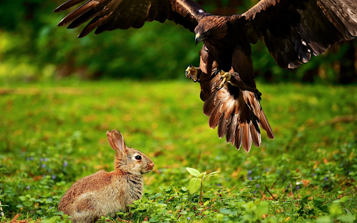 Rabbit hunting bird  from Chrome web store to be run with OffiDocs Chromium online
