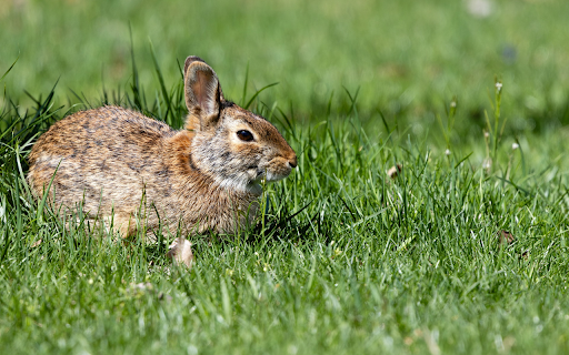 Rabbit on the meadow  from Chrome web store to be run with OffiDocs Chromium online
