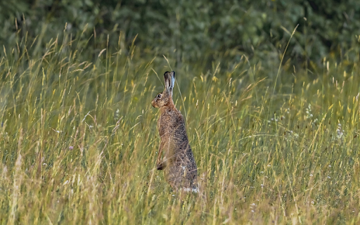 Rabbit Standing on Two Legs  from Chrome web store to be run with OffiDocs Chromium online