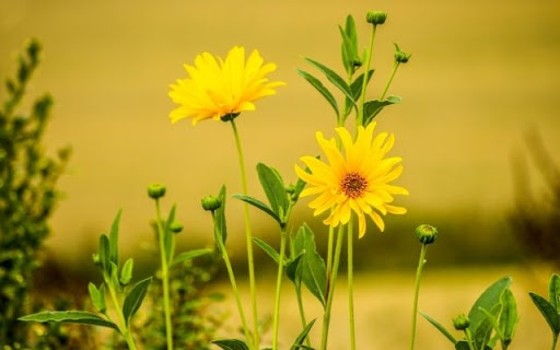 Radiant Yellow Blooms  from Chrome web store to be run with OffiDocs Chromium online
