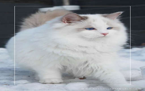 Ragdoll cat wallpaper  from Chrome web store to be run with OffiDocs Chromium online