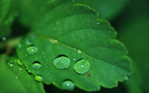 Raindrops on the leaves  from Chrome web store to be run with OffiDocs Chromium online