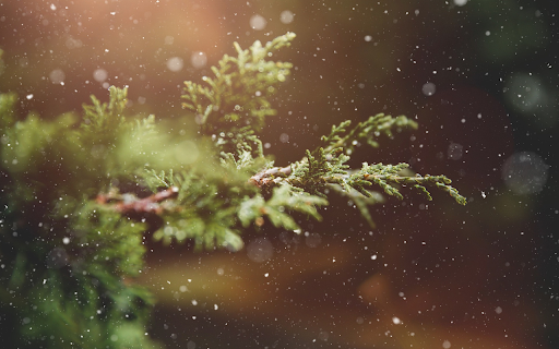 Rain falls on tree branches  from Chrome web store to be run with OffiDocs Chromium online