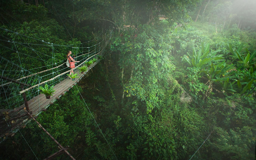 Rainforest Escape  from Chrome web store to be run with OffiDocs Chromium online