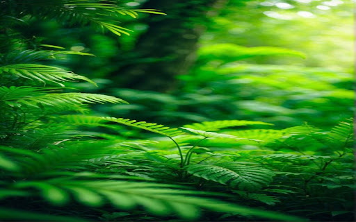 rainforest wallpaper  from Chrome web store to be run with OffiDocs Chromium online