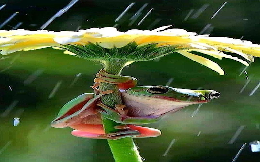 Rain frog wallpaper  from Chrome web store to be run with OffiDocs Chromium online