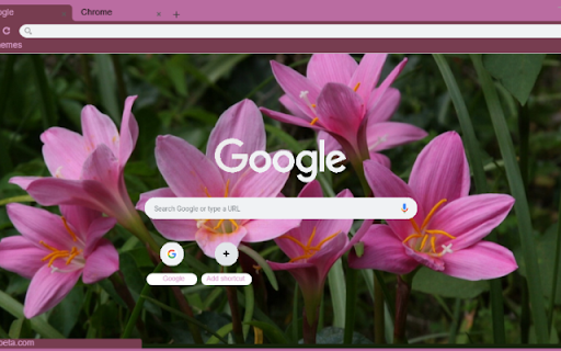 Rain Lily Pink  from Chrome web store to be run with OffiDocs Chromium online