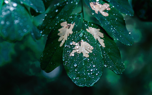 Rain on foliage  from Chrome web store to be run with OffiDocs Chromium online